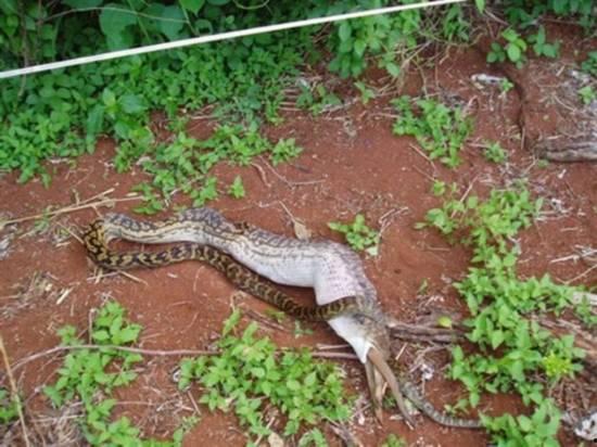 黑料吃瓜网apk普通安装 