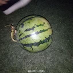 黑料吃瓜网apk普通安装 