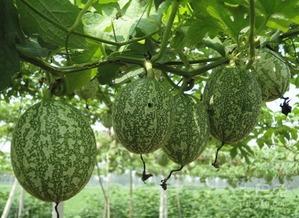 novelai图像生成器 